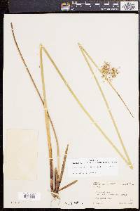 Juncus effusus var. solutus image