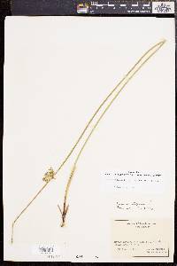 Juncus effusus var. solutus image