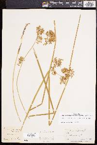 Juncus effusus var. solutus image