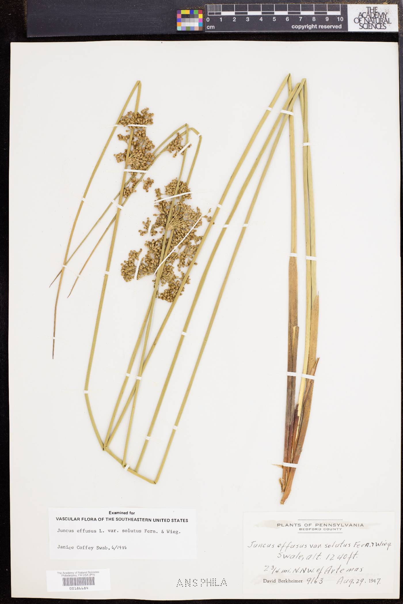 Juncus effusus var. solutus image