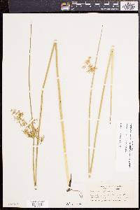 Juncus effusus var. solutus image