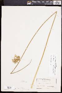 Juncus effusus var. solutus image