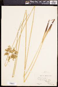 Juncus effusus var. solutus image