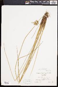 Juncus effusus var. solutus image