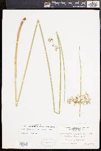 Juncus effusus var. solutus image