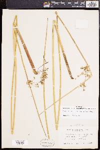 Juncus effusus var. solutus image