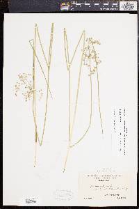 Juncus effusus var. solutus image