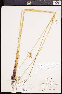 Juncus effusus var. solutus image