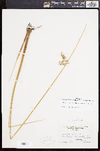 Juncus effusus var. solutus image