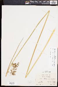 Juncus effusus var. solutus image