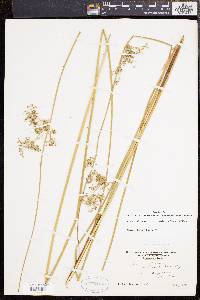 Juncus effusus var. solutus image