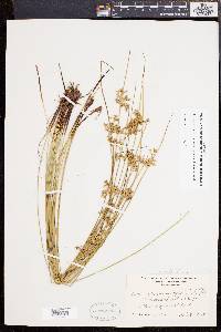 Juncus effusus var. solutus image