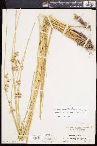 Juncus effusus var. solutus image
