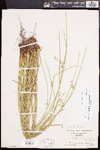 Juncus effusus var. solutus image