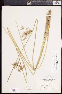 Juncus effusus var. solutus image