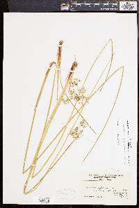 Juncus effusus var. solutus image