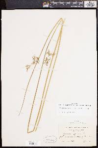 Juncus effusus var. solutus image