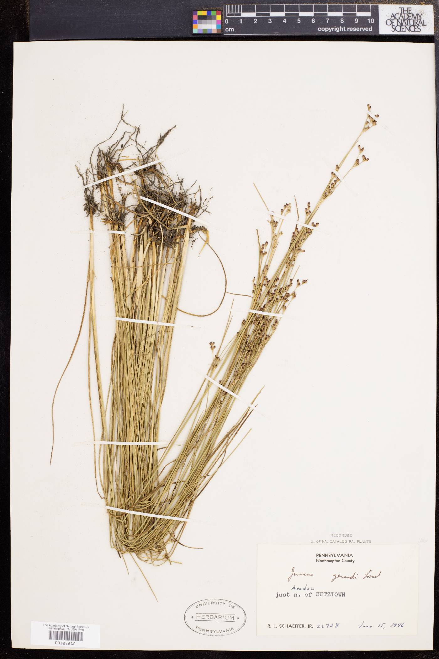 Juncus gerardii image