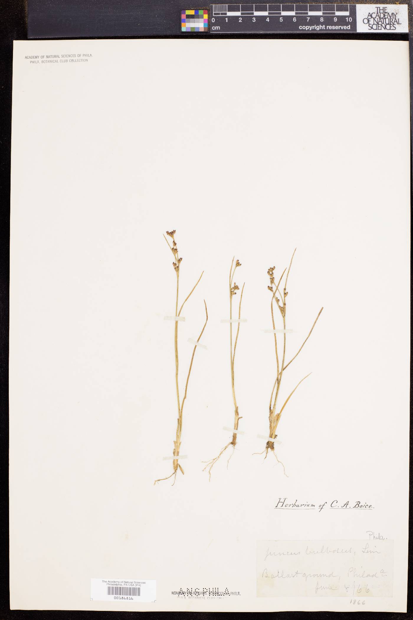 Juncus gerardii image