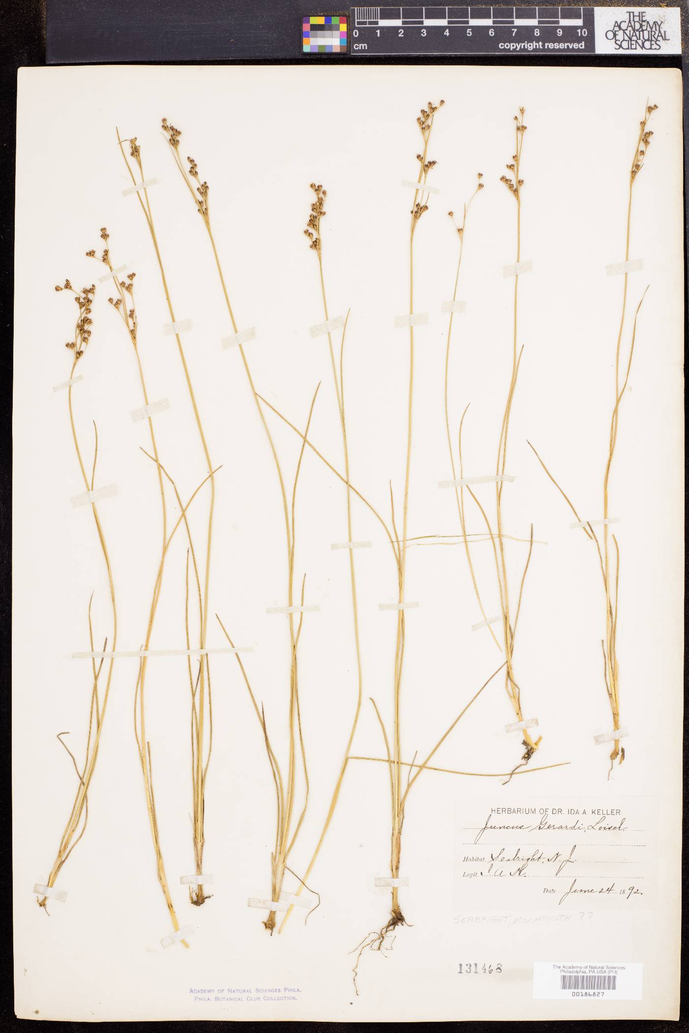 Juncus gerardii image