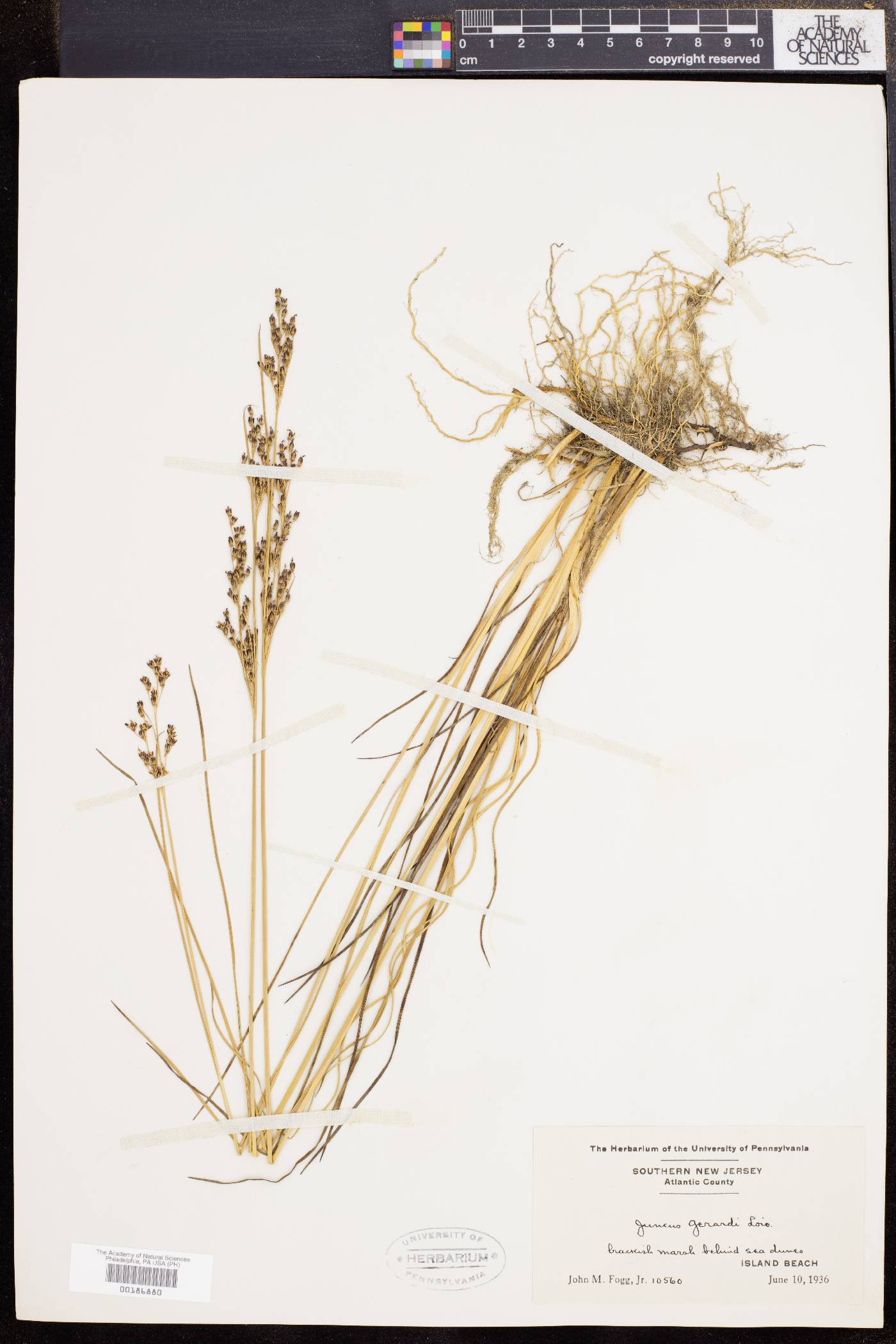 Juncus gerardii image