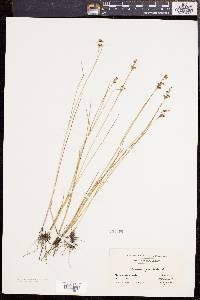 Juncus gerardii image