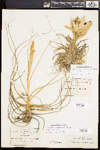 Tillandsia erubescens image