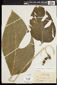 Monstera adansonii image