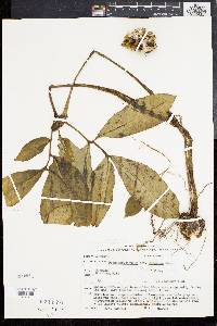 Amorphophallus lacourii image