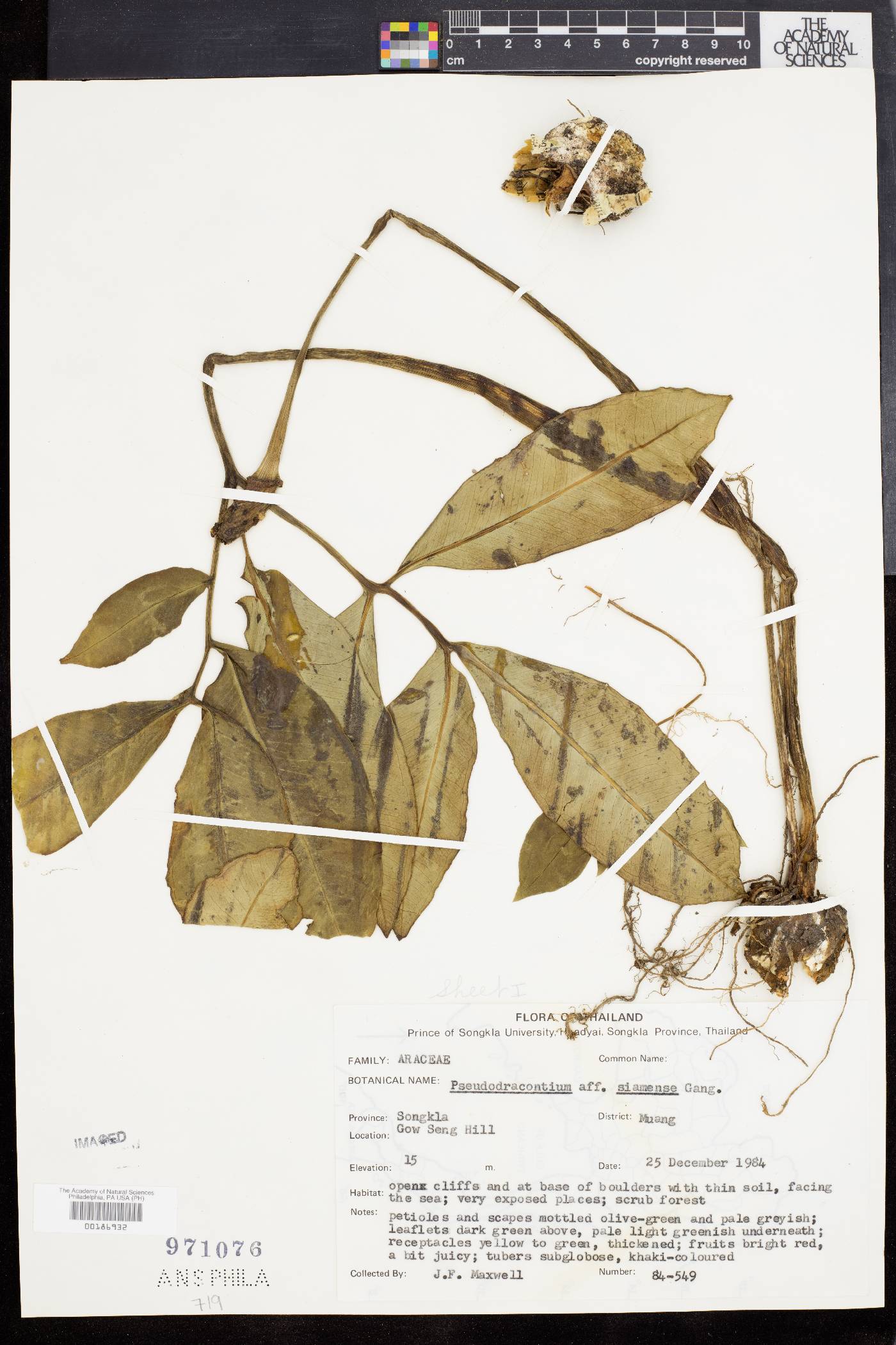 Amorphophallus lacourii image