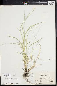 Carex albolutescens image