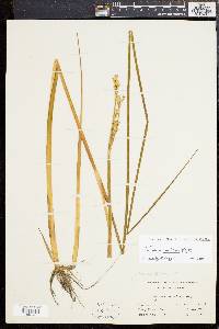 Juncus militaris image