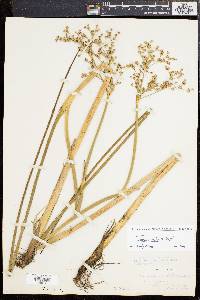 Juncus militaris image