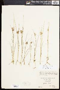 Juncus nodosus image