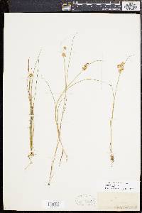 Juncus nodosus image