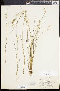 Juncus nodosus image