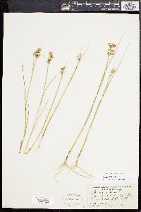 Juncus nodosus image