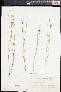 Juncus nodosus image