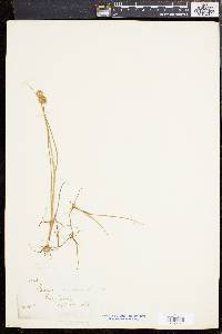 Juncus nodosus image