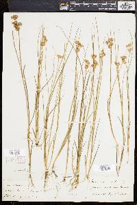 Juncus nodosus image