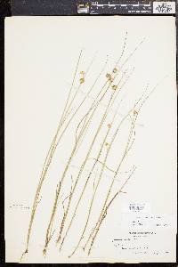 Juncus nodosus image