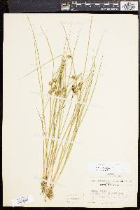 Juncus nodosus image