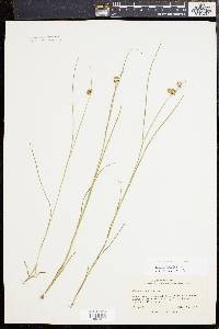 Juncus nodosus image