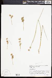 Juncus nodosus image