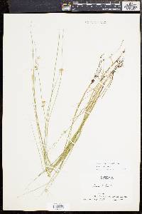 Juncus nodosus image