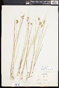 Juncus nodosus image