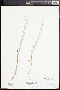 Juncus nodosus image