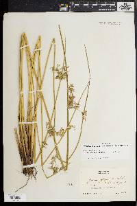 Juncus effusus var. pylaei image