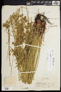 Juncus effusus var. pylaei image