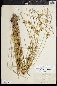 Juncus effusus var. pylaei image